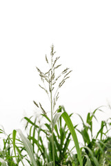 Close up corn flowering stage in field and sky