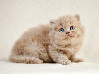 british long hair kitten