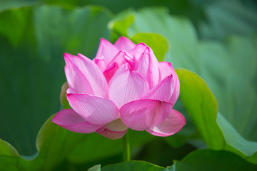 Obraz premium 蓮の花