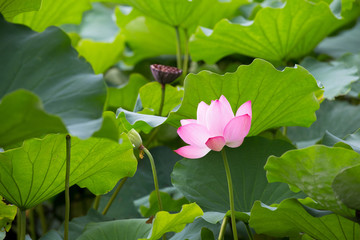 蓮の花