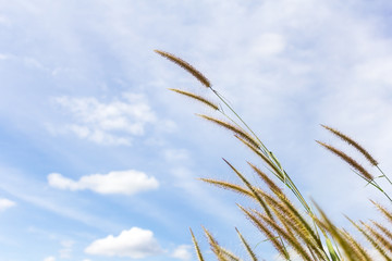 Grass in wind against brightly blue sky and white clouds