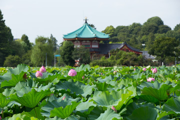 Obraz premium 上野公園の蓮の花