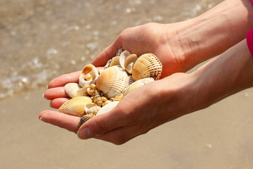 Seashells in hand of woman at the beach