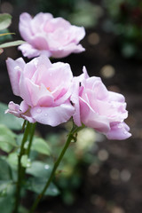 Blossomed pink roses with mildew and selective focus