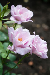 Blossomed pink rose with mildew and selective focus