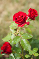 Blossomed red rose with mildew and selective focus