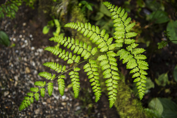 Fern in the forest Doi Inthanon national park. Chiang Mai ,Thailand