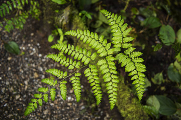 Fern in the forest Doi Inthanon national park. Chiang Mai ,Thailand