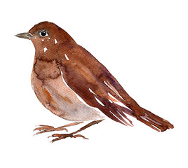 watercolor drawing bird