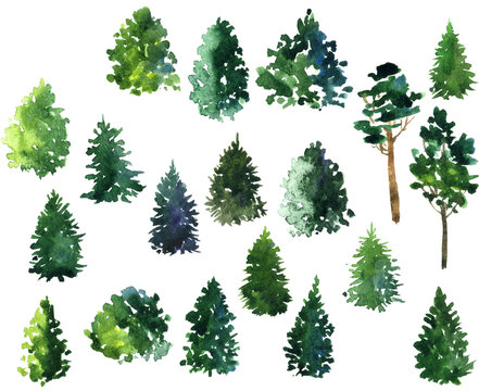 set of conifer trees