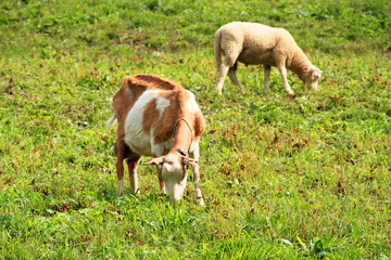 Obraz premium chèvres 20082015