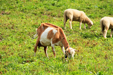 chèvres 20082015