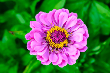 Obraz premium Beautiful flower on a green background, Macro Shot.