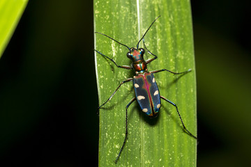 Blue Spotted Tiger Beetle on leaf (Cicindela aurulenta)