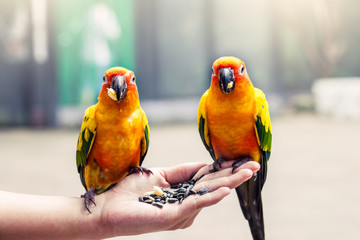 Parrot on woman hand in park