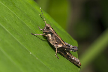 Grasshopper on leaf