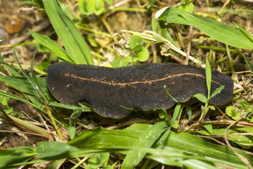 Slugs walking on grass (Vaginulus alte)