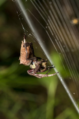 Common Garden Spider eating on cobweb