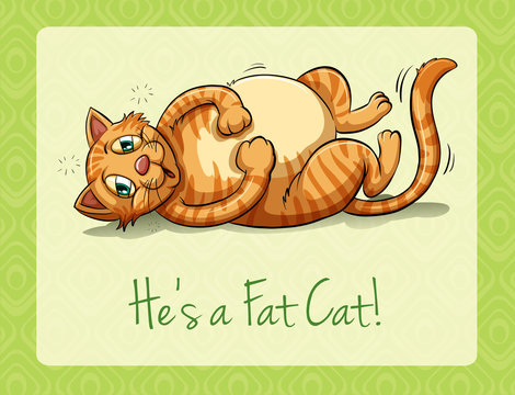 Fat cat lying on its back