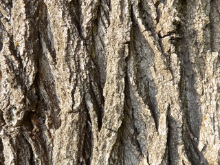 Tree bark texture