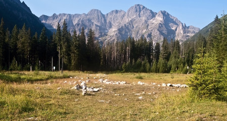 early morning panorama of Tatry mountains peak from meadow bellow Morskie Oko lake © honza28683