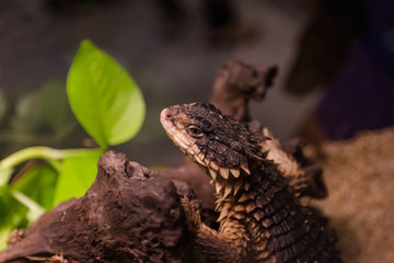Girdled Lizard