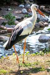White stork (Ciconia-Ciconia)