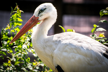 White stork (Ciconia-Ciconia)