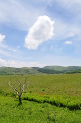 Obraz premium 八島ヶ原湿,原（長野県 車山高原）