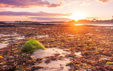 Sunset over seaweed © timages