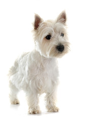 west highland terrier