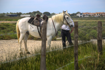 la camargue