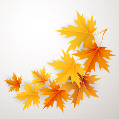 Fototapeta na wymiar Autumn maples falling leaves background. 