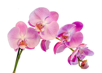 Naklejka na ściany i meble Purple, pink branch orchid flowers with green leaves, Orchidaceae, Phalaenopsis, Moth Orchid