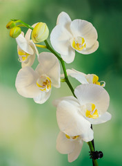 White branch orchid  flowers with green leaves, Orchidaceae, Phalaenopsis, Moth Orchid
