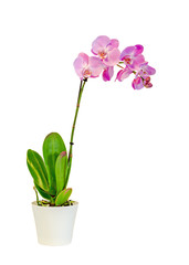 Fototapeta na wymiar Purple, pink branch orchid flowers with green leaves, Orchidaceae, Phalaenopsis, Moth Orchid