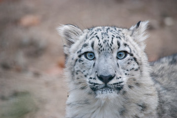 Naklejka premium snow leopard