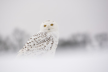 snowy owl