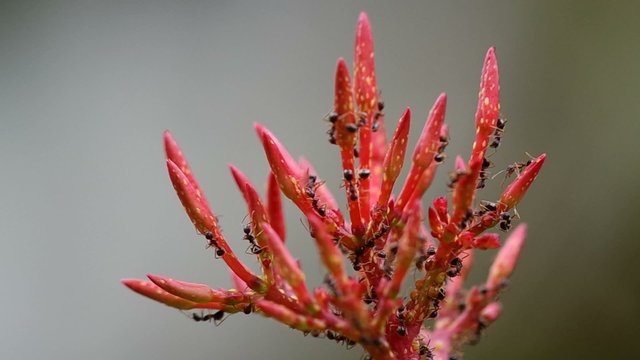 a large number of aphids is covering on ixora flower bud with ants