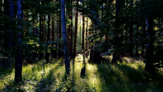 Wald mit Sonnenstrahlen vid 01