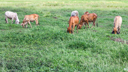 Livestock herds of cattle grazing