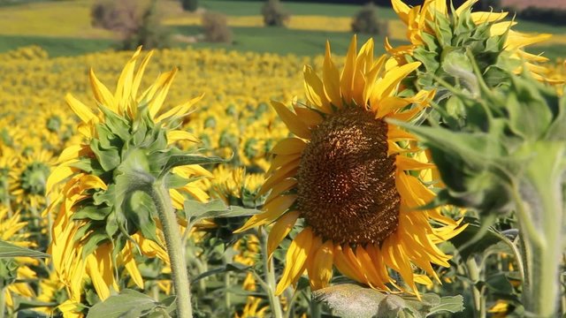 Campagna con girasoli