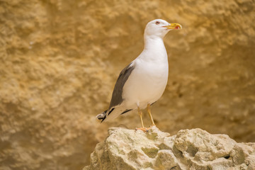 Seagull on a rock watching