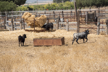 Farm bullring in Seville, Spain