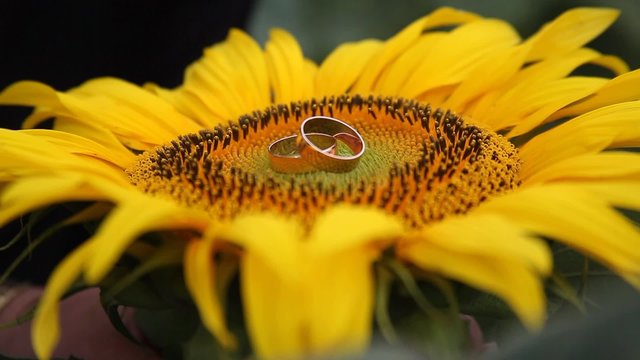 Rings on sunflower,footage