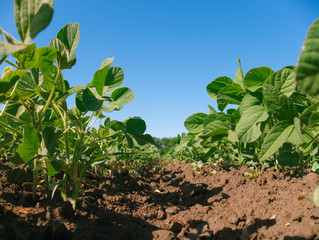 Soybean plantation rows. Worm's view 