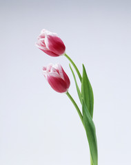 Naklejka premium 赤紫色のチューリップ