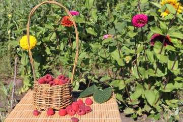 Fototapeta na wymiar Basket with fresh ripe raspberries standing on a table in a garden 