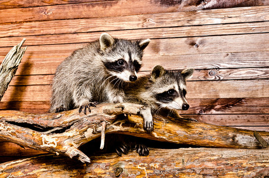 Two raccoon sitting on a tree trunk