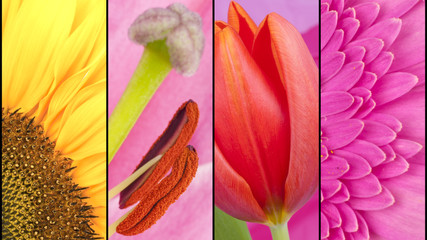 Collage of yellow and pink flowers - 89518553